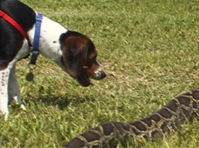 Foto - Yılanının karnından çıkan şok etti!