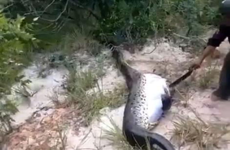 Foto - Yılanının karnından çıkan şok etti!