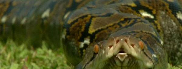 Foto - Yılanının karnından çıkan şok etti!