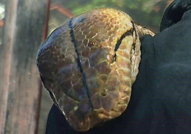 Foto - Yılanının karnından çıkan şok etti!