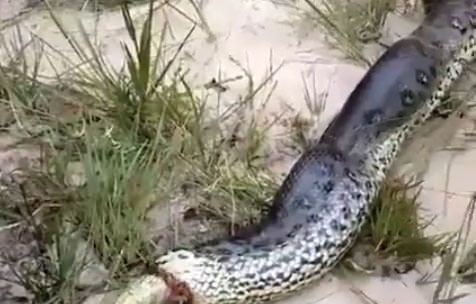 Foto - Yılanının karnından çıkan şok etti!