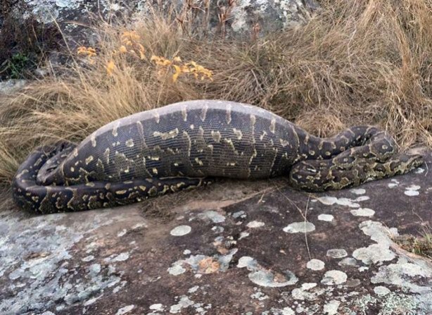 Foto - Yılanının karnından çıkan şok etti!