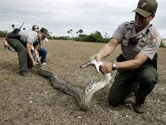 Foto - Yılanının karnından çıkan şok etti!