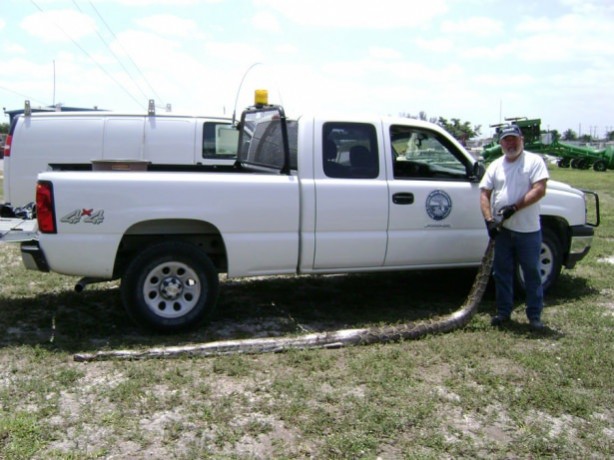 Foto - Yılanının karnından çıkan şok etti!