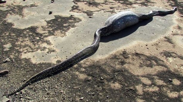 Foto - Yılanının karnından çıkan şok etti!