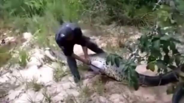 Foto - Yılanının karnından çıkan şok etti!