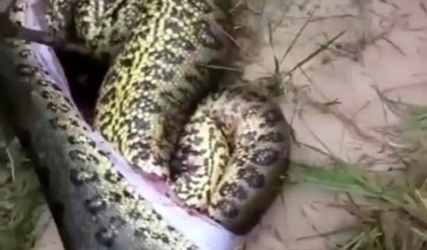 Foto - Yılanının karnından çıkan şok etti!