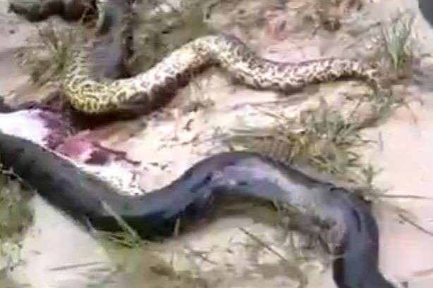 Foto - Yılanının karnından çıkan şok etti!