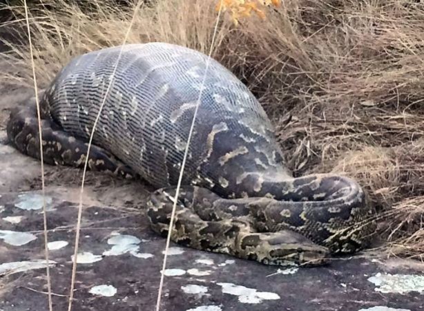 Yılanının karnından çıkan şok etti!