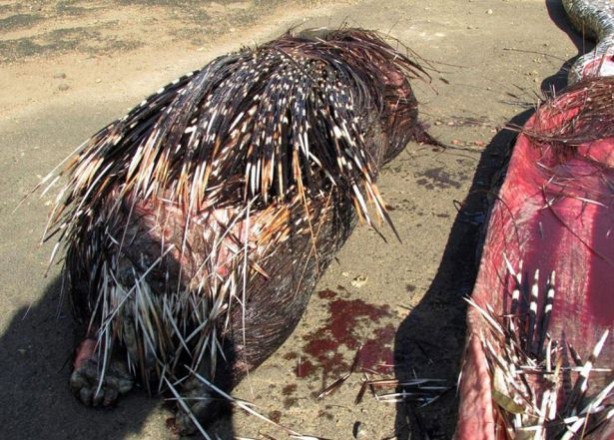 Foto - Yılanının karnından çıkan şok etti!