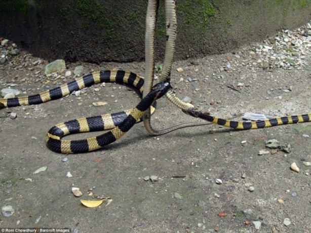 Foto - Dev yılanlar birbirini yemeye kalktı!