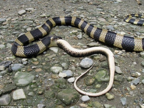 Foto - Dev yılanlar birbirini yemeye kalktı!