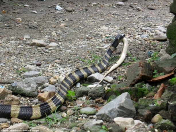 Foto - Dev yılanlar birbirini yemeye kalktı!