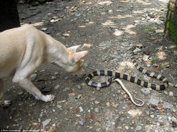 Foto - Dev yılanlar birbirini yemeye kalktı!