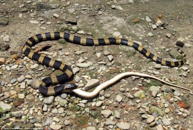 Foto - Dev yılanlar birbirini yemeye kalktı!