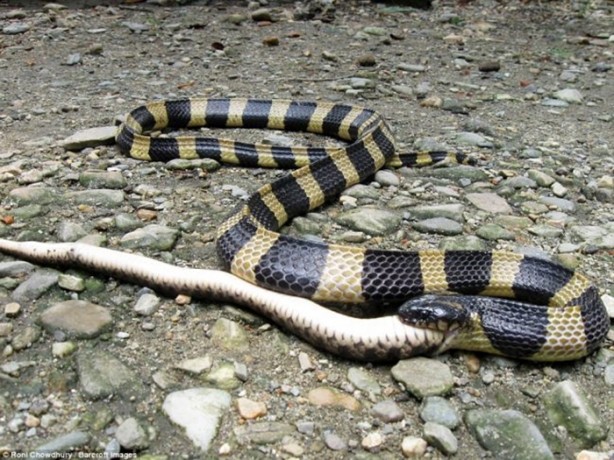 Foto - Dev yılanlar birbirini yemeye kalktı!