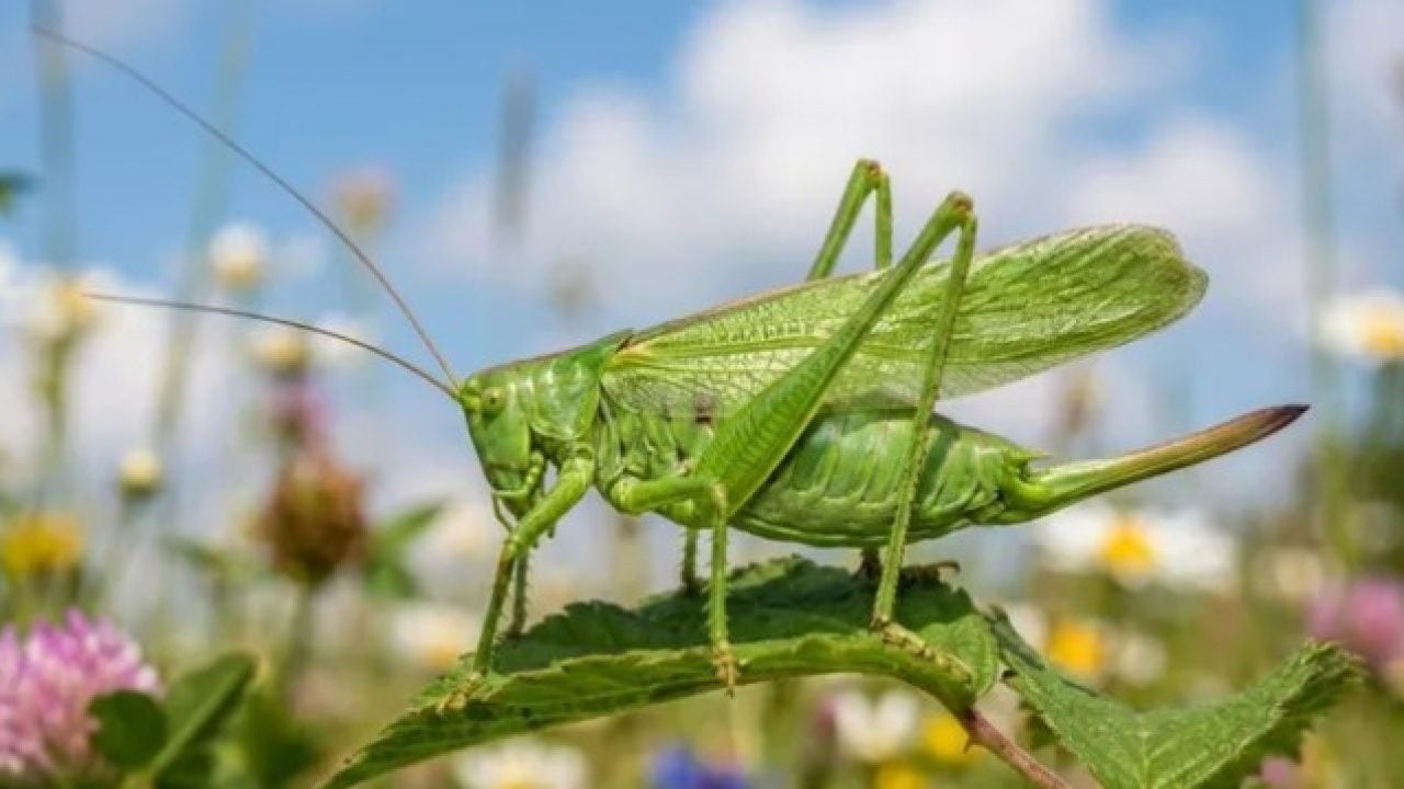 Foto - Devasa boyutlarıyla dikkat çekiyorlar! Dünyanın en büyük çekirgeleri belli oldu