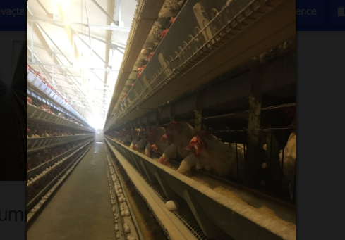 Foto - Devasa çiftlikleri vardı! Ünlü yumurta markası iflas etti