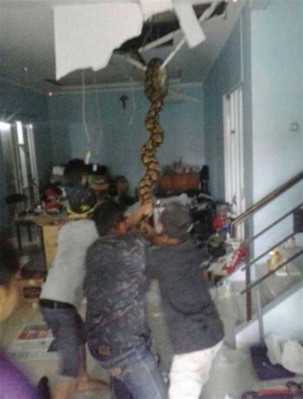 Foto - Devasa yılanlara çok şaşıracaksınız!