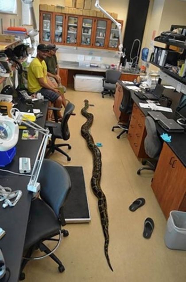 Foto - Devasa yılanlara çok şaşıracaksınız!