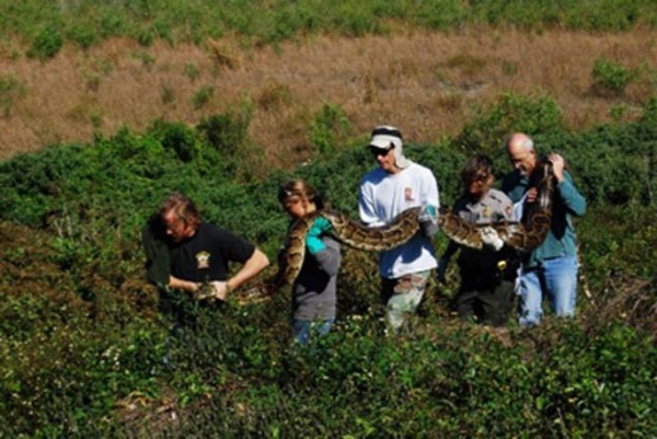 Foto - Devasa yılanlara çok şaşıracaksınız!