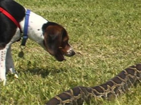 Foto - Devasa yılanlara çok şaşıracaksınız!