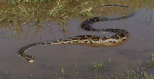 Foto - Devasa yılanlara çok şaşıracaksınız!