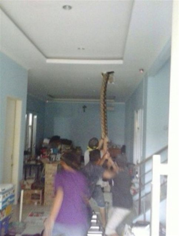 Devasa yılanlara çok şaşıracaksınız!