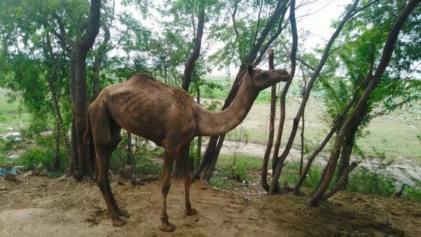Foto - Develere zehirli yılan yutturulmasının ardında nasıl bir sebep var?