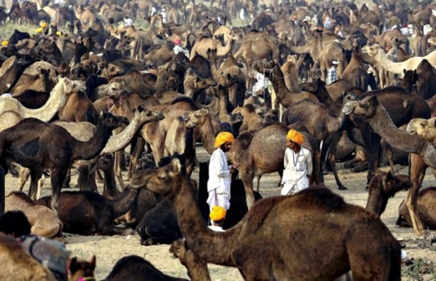 Foto - Develerin hayrete düşüren özellikleri