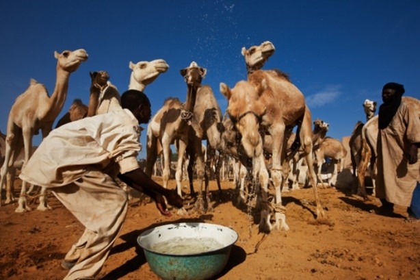 Develerin hayrete düşüren özellikleri