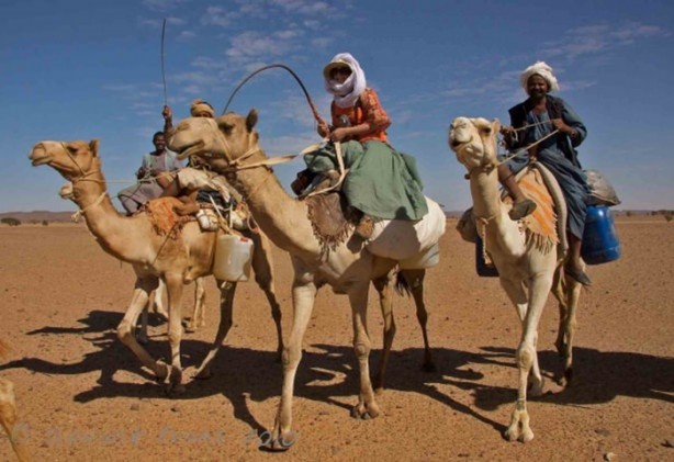 Foto - Develerin hayrete düşüren özellikleri