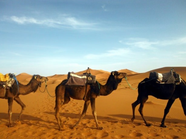 Foto - Develerin hayrete düşüren özellikleri