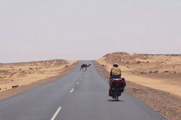 Foto - Develerin hayrete düşüren özellikleri