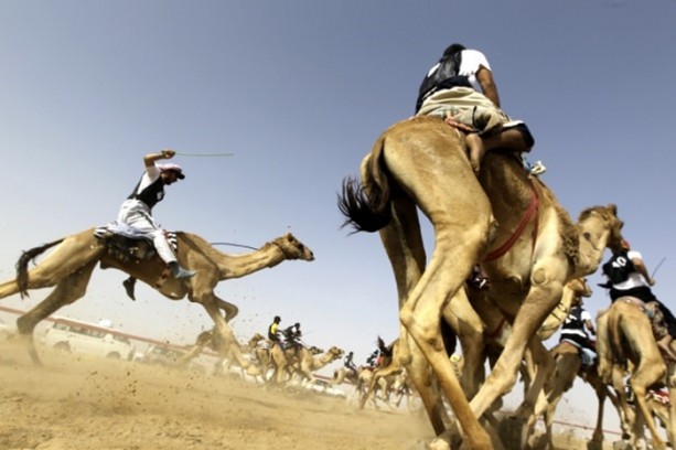 Foto - Develerin hayrete düşüren özellikleri