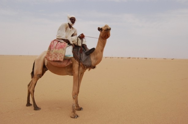 Foto - Develerin hayrete düşüren özellikleri