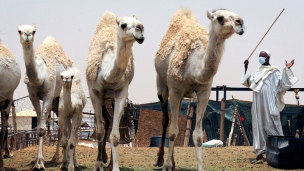 Foto - Develerin hayrete düşüren özellikleri