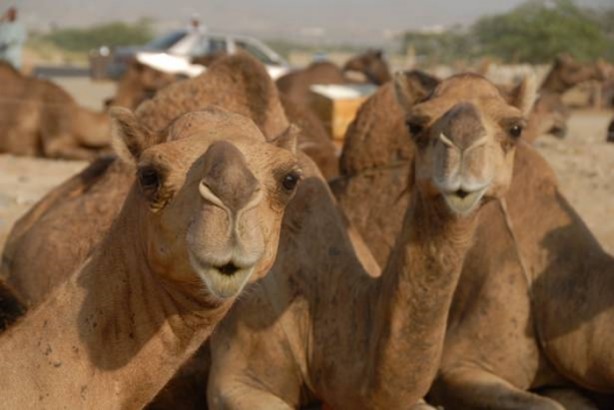Foto - Develerin hayrete düşüren özellikleri