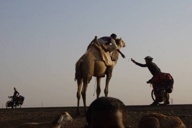 Foto - Develerin hayrete düşüren özellikleri