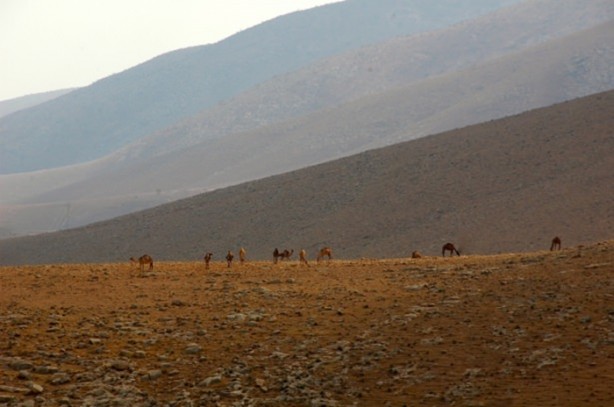 Foto - Develerin hayrete düşüren özellikleri