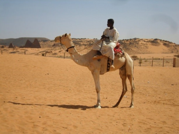 Foto - Develerin hayrete düşüren özellikleri