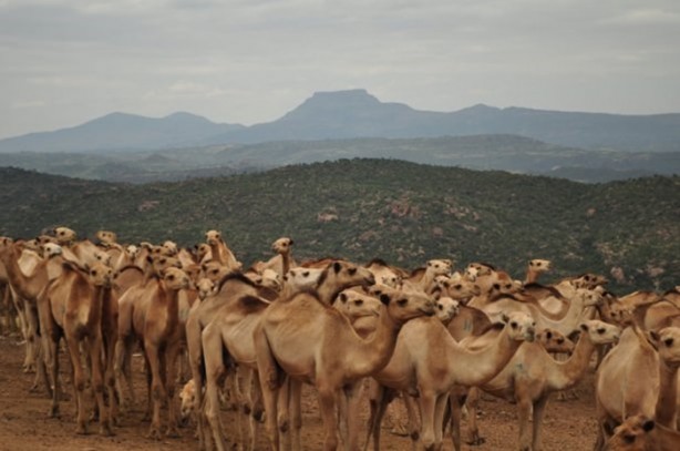 Foto - Develerin hayrete düşüren özellikleri