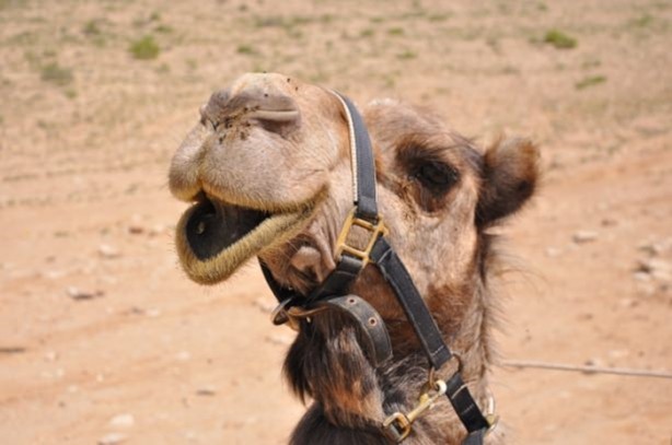 Foto - Develerin hayrete düşüren özellikleri