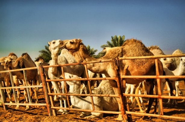 Foto - Develerin hayrete düşüren özellikleri