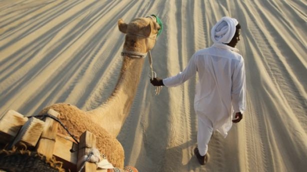 Foto - Develerin hayrete düşüren özellikleri
