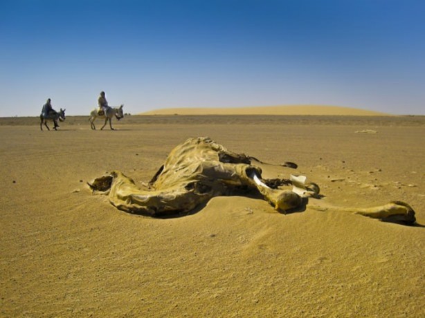 Foto - Develerin hayrete düşüren özellikleri