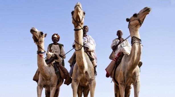 Foto - Develerin hayrete düşüren özellikleri