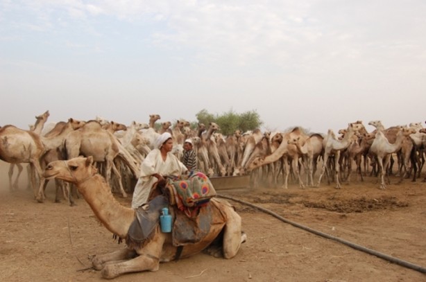 Foto - Develerin hayrete düşüren özellikleri