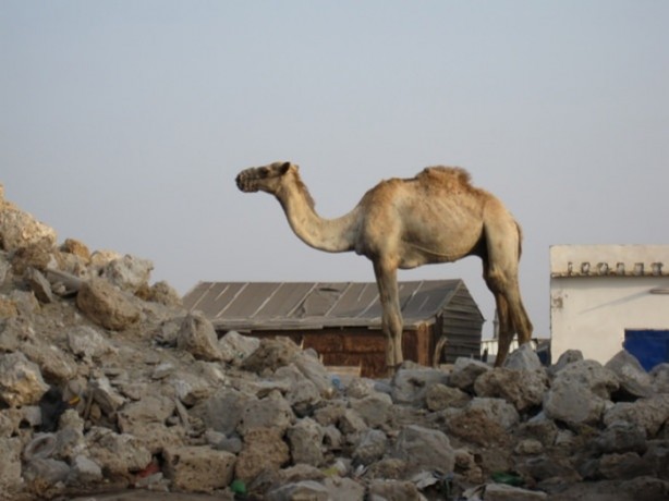 Foto - Develerin hayrete düşüren özellikleri