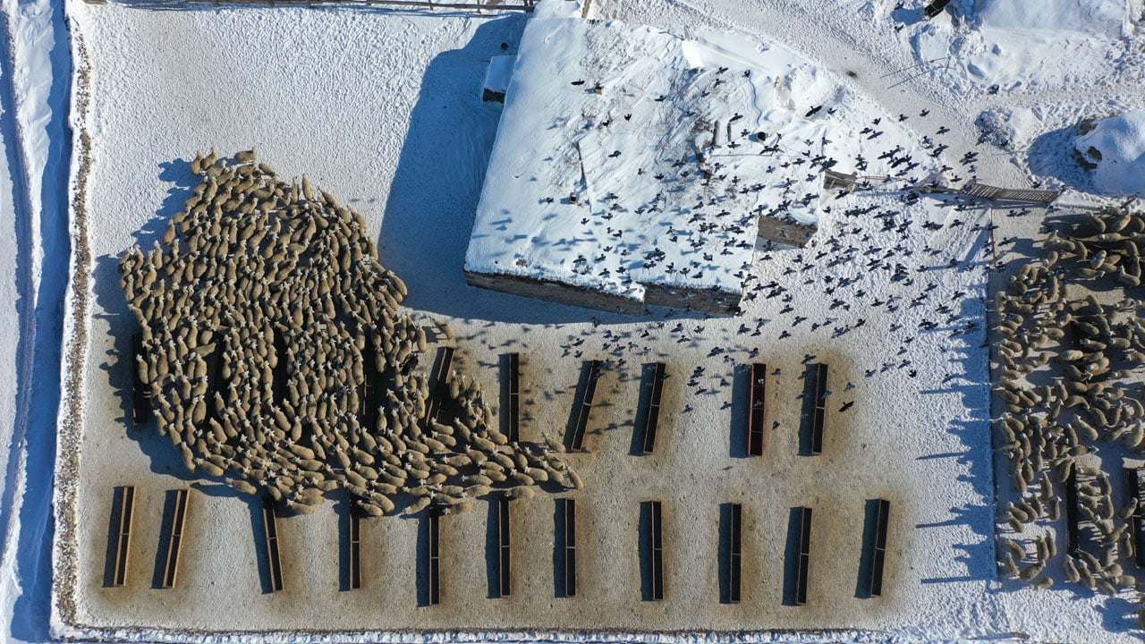 Devlet desteği aldı! “Başaramazsın” dediler sürüsünü 6 kat büyüttü